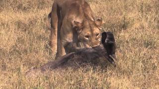 EPIC AFRICA Lion Kill in Ngorongoro [upl. by Ethelin799]