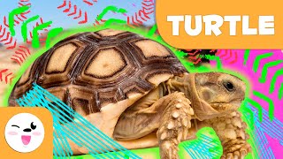 TURTLE 🐢 Animals for Kids 🍃 Episode 3 [upl. by Nidnarb]