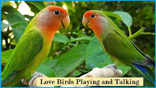 African love birds talking sounds  Yellow African Love Birds [upl. by Jelene723]