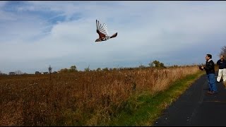 Ornithopter Flight test  3rd gen wingD [upl. by Enileqcaj]