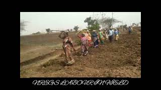 NREGS LABOUR IN FIELD [upl. by Molahs]