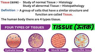 Types Of Human Tissue  Tissue Functions  Tissue in hindi  ऊतक  ऊतक के प्रकार  PLUS STUDY IQ [upl. by Dhu379]