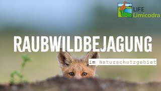 Freunde der Jagd  𝗧𝗲𝗶𝗹 𝟮 Füchse Fallen Forschung  Raubwildmonitoring im NSG Freesendorfer Wiesen [upl. by Nannek]