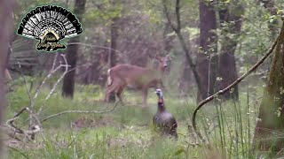 Swamp Gobbler Tracked Down  Louisiana Turkey Hunt [upl. by Brina896]