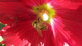 Bees collecting pollen [upl. by Brink]