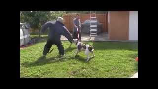 Aggressive American Bulldog has lost his mind  Part 4  DO NOT TRY THIS AT HOME [upl. by Lewis]