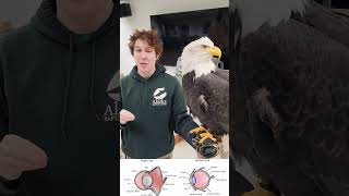 DidYouKnow a Bald Eagles eyesight is 8x sharper than the human eye 🦅👁️ EagleEye NatureFacts [upl. by Scrivenor]