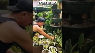 Super Beautiful Variegated Sansevieria Snake Plants Collections plants hermiesonajo shorts fyp [upl. by Bower707]