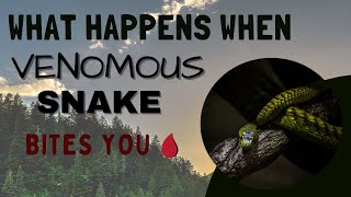 What happens When a Venomous Snake bites you  What does Snakes Venom do to your body [upl. by Llain]