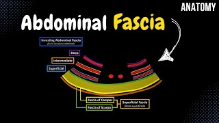 Fascia of the Abdomen Superficial Investing Abdominal Endoabdominal [upl. by Nylessej981]