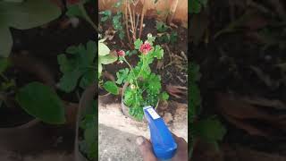 NPK Spray For Flowers Plants flowerplant garden [upl. by Llerdnod]