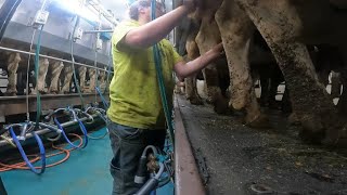 Cows Are Out During Heavy Rain Milking Cows Vlog [upl. by Notslah627]