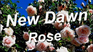 New Dawn Rose [upl. by Ada]