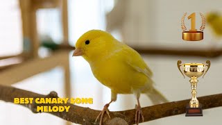 Ultimate Canary singing video from a legend  Powerful canary training song [upl. by Lesde]