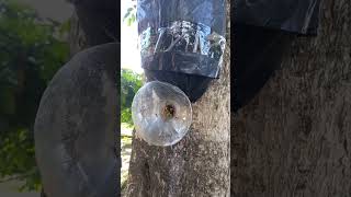 Abelha jataí na isca de 5 litros stinglessbee abelhas bees [upl. by Analle]