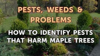 How to Identify Pests That Harm Maple Trees [upl. by Ebonee]