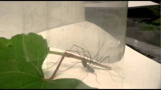 Opiliones Mating [upl. by Atir214]