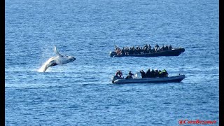 Whale Breaching off Bronte Beach  By Cora Bezemer  Music Movie Theatre [upl. by Haynes312]