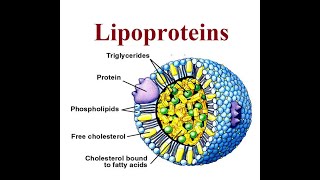 Lipoproteins structure and functions  2024 [upl. by Berfield775]