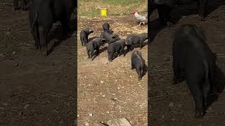 Piglets Little Turds Lol homestead piglets pigs largeblackhogs [upl. by Yunfei]