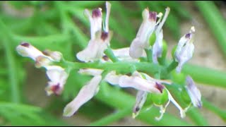 بقلة الملك او الدخان الشائع او دخان المخدرات او دخان الارض Fumaria officinalis [upl. by Peony]