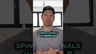 What Are Muscle Spindles And Why Are They Important [upl. by Dorraj]