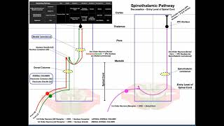 The Spinothalamic Pathway EXPLAINED  Pain amp Temperature [upl. by Sidell]