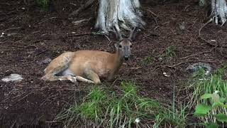 Deer enjoys our place HD 720p [upl. by Marcello]