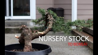 Nursery to Bonsai  Deodar Cedar Cedrus Deodara [upl. by Oileduab174]