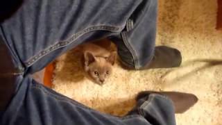 Introducing Rocky Burmese cats are FAST [upl. by Siroval]