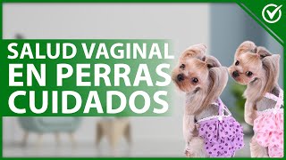 🐩 ¿Qué cuidados tener con la SALUD VAGINAL de una PERRA  Sexualidad canina 👩‍⚕️🐩 [upl. by Betthel584]