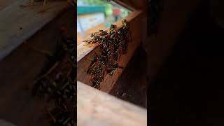 Checking my Polistes Dominula queens [upl. by Ihel195]