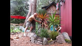 How to Trim Yucca gloriosa [upl. by Berthe]