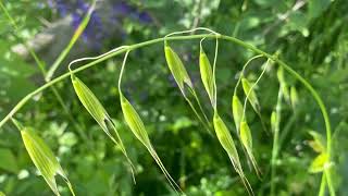 Fiori di Bach  Wild Oat  Avena Selvatica Bromus Ramosus L [upl. by Norris]