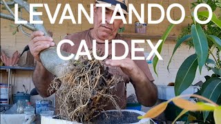 levantamento do caudex da Rosa do deserto [upl. by Ayamat864]