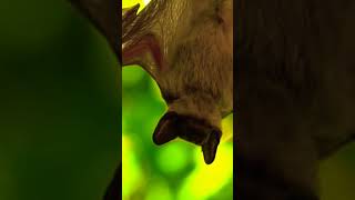 quotMegabats Pteropodidae Chiroptera Acerodon Yinpterochiropteraquot quotSECOND MORE IMPORTANT ANIMALquot [upl. by Blanch]