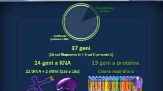 Biologia 21  Fisiologia del genoma umano [upl. by Ecnar]