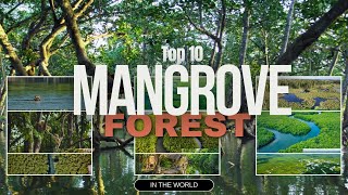 quotTop 10 Largest Mangrove Forests 🌳  Earth’s Natural Defenders [upl. by Nilknarf]