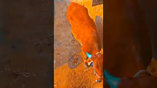 Cow love r harsh cuhanutrending cow cowlovar viralvideo [upl. by Aicillyhp144]