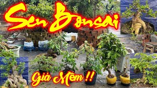 MR SEN  0977129441  BONSAI ĐẸP GIÁ MỀM VÚ SỮA KHẾ HỒNG NGỌC MAI VÀNG ME MCT SORI SAM HƯƠNG [upl. by Simah]