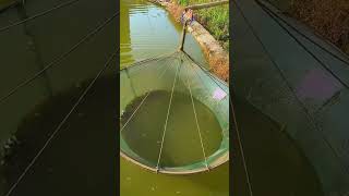 Freshwater ornamental fish breeding process [upl. by Romilly]