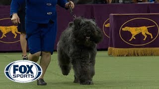 Group judging for the Herding Group at the 2019 Westminster Kennel Club Dog Show  FOX SPORTS [upl. by Gussie]