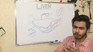 LIVER  STRUCTURE ANATOMY HISTOLOGY amp FUNCTIONS [upl. by Cirdahc]