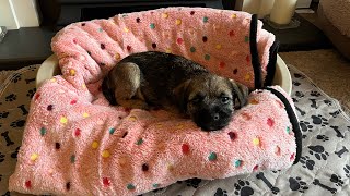 A new addition to the family  bringing a second border terrier puppy home 💗 [upl. by Adnohr]