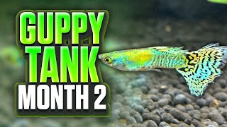 My Planted Guppy Tank Setup  Month 2 Update [upl. by Orin]