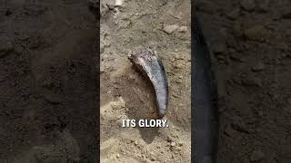 Unearthing a Trex tooth 🦷🦖  🎥 duranosaur [upl. by Schaper]