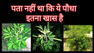 366 Cleome Viscosa Hurhur Wild Mustard Hulhul  क्लेओम विस्कोसा हुरहुर हुलहुल जंगली सरसों [upl. by Ititrefen]