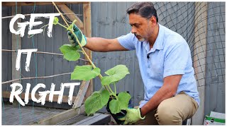 PLANTING BOTTLE GOURD  FOR BEST RESULT FOLLOW THESE INSTRUCTIONS [upl. by Rozamond196]