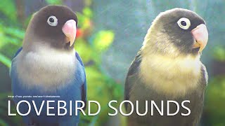 Lovebird Chirping Sounds  Black amp Blue  Black Masked Lovebird [upl. by Assenay]