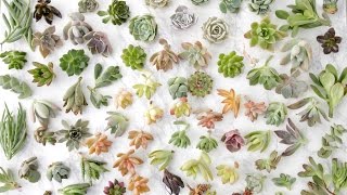 Succulent Unboxing  Garden Answer [upl. by Illek]